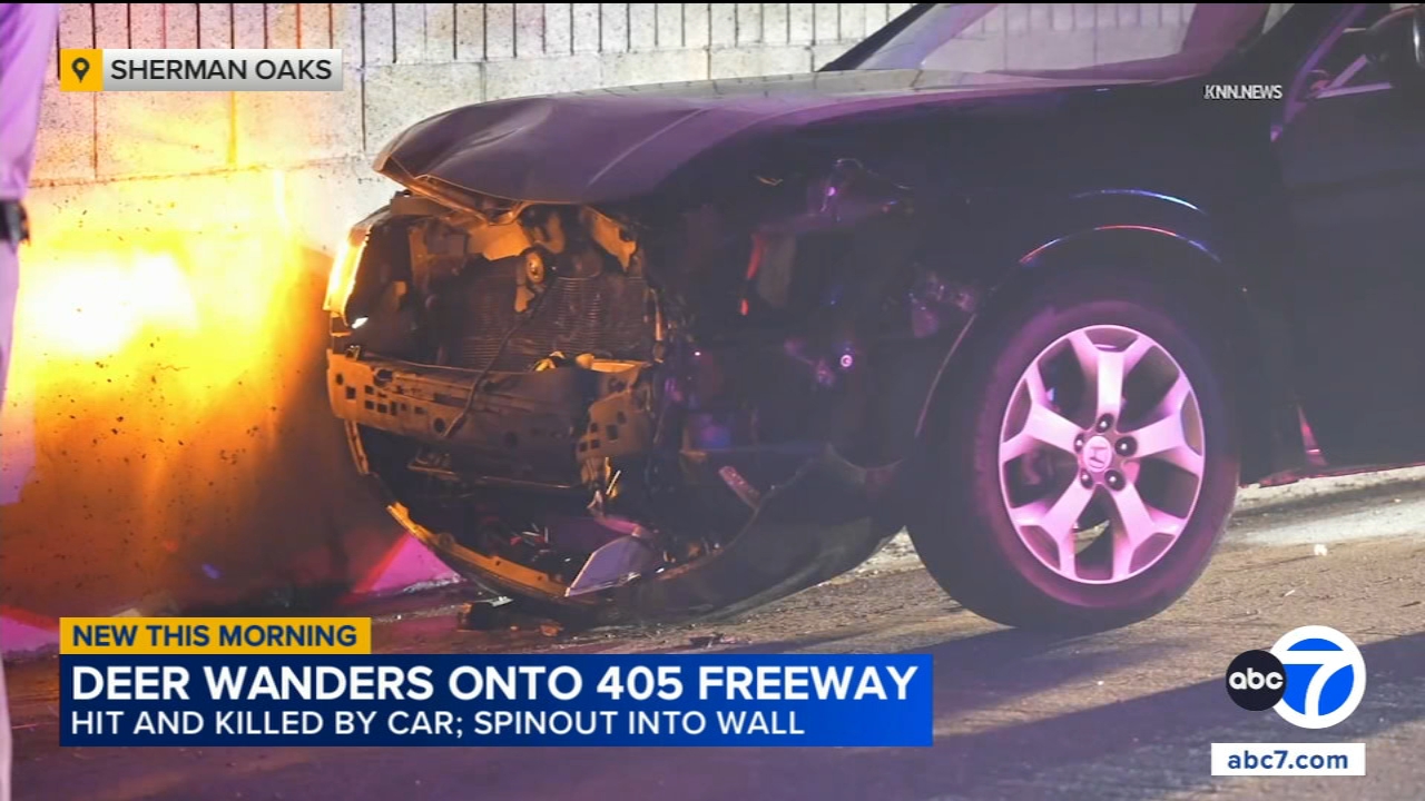 Deer struck, killed on 405 Freeway in Sherman Oaks