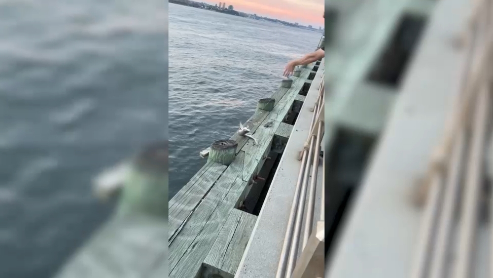 Little shark pulled from the Hudson River