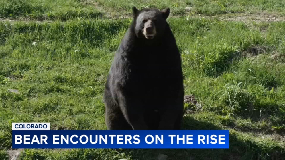 Colorado recording high number of bear encounters this year: officials