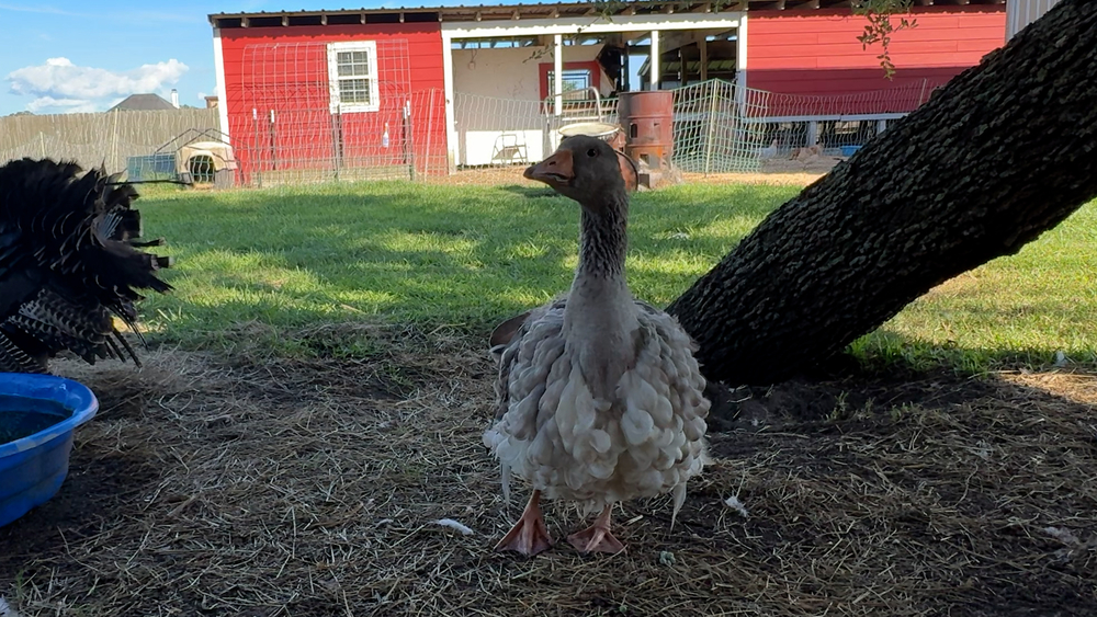 Good Goosey! Pet goose alerts family to fire