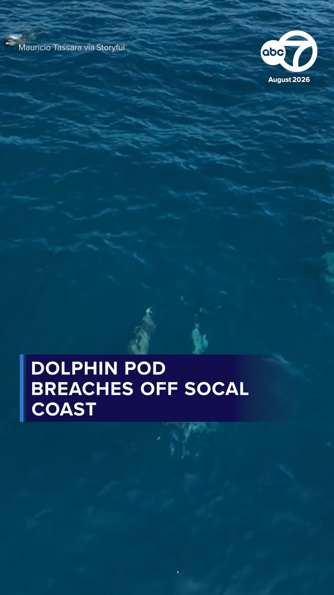 Dolphin pod breaches off SoCal coast
