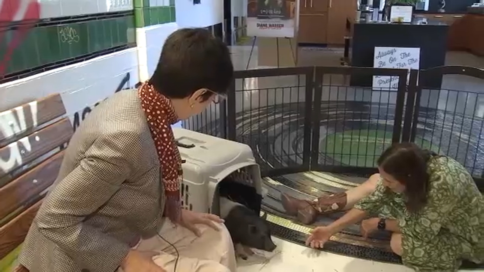 Grammy-Winning Songwriter Diane Warren Adopts Viral West Hollywood Runaway Pig
