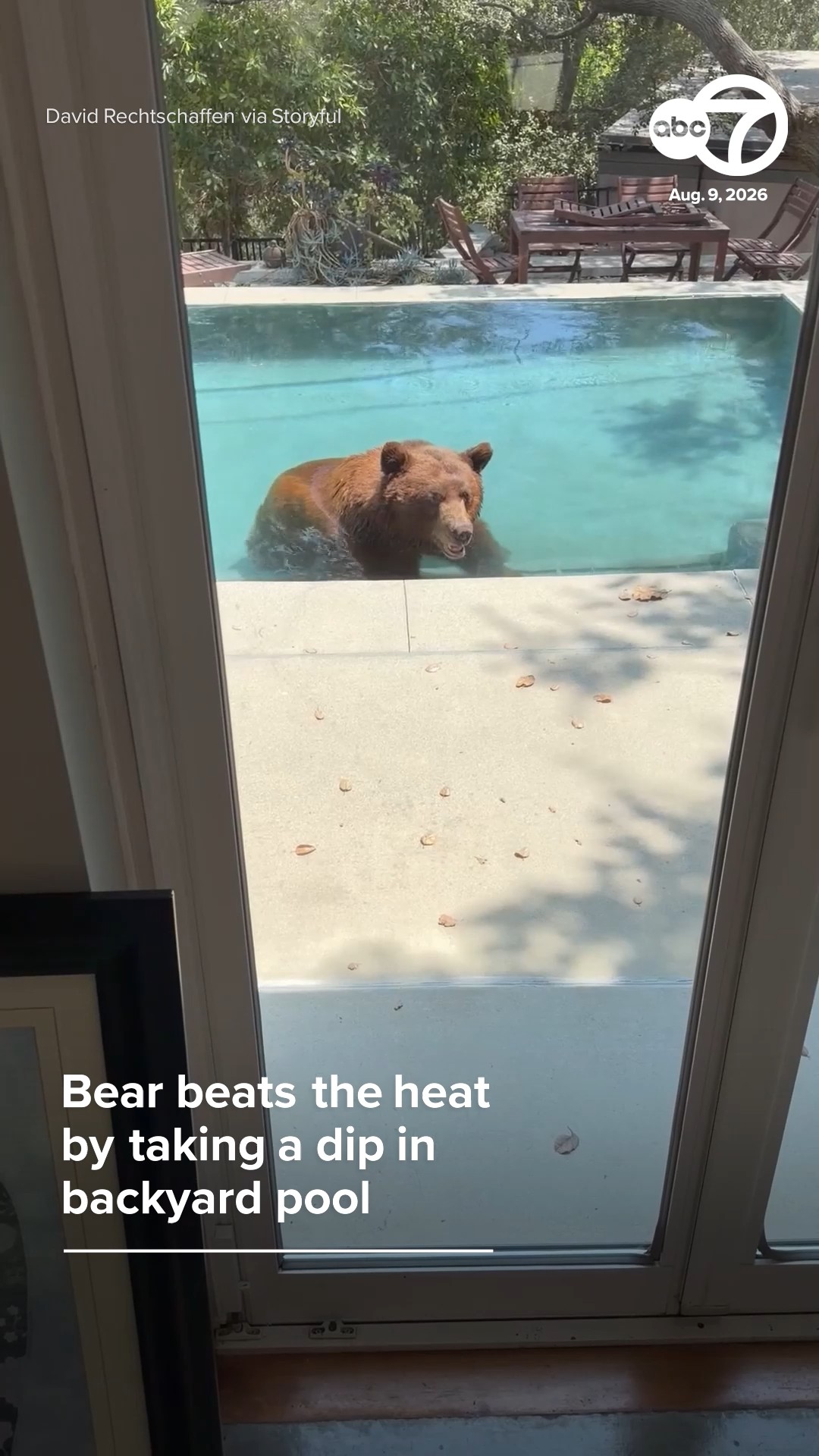 Bear beats the heat by taking a dip in backyard pool