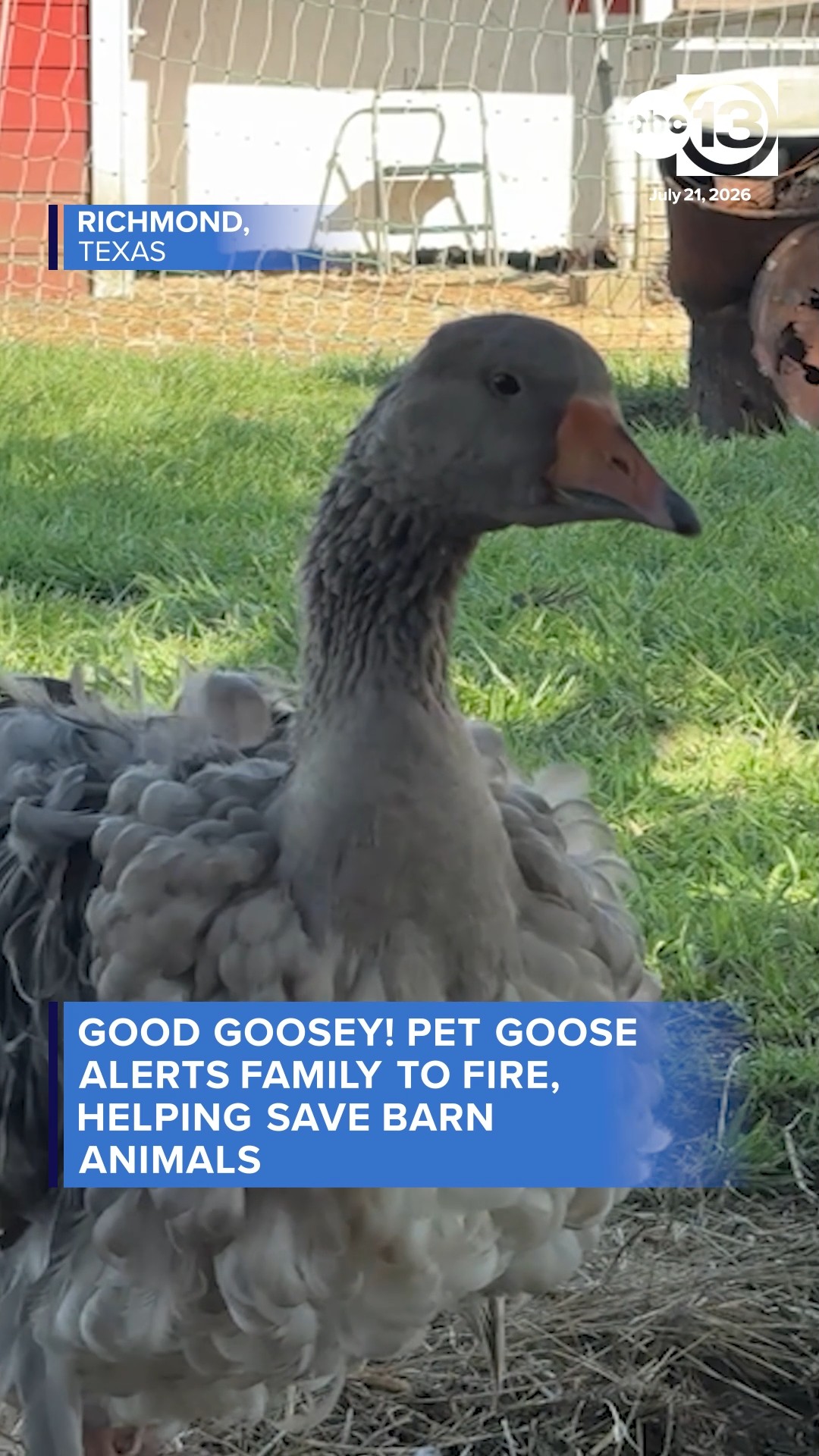 Pet goose 
alerts family to fire, helping 
save barn animals