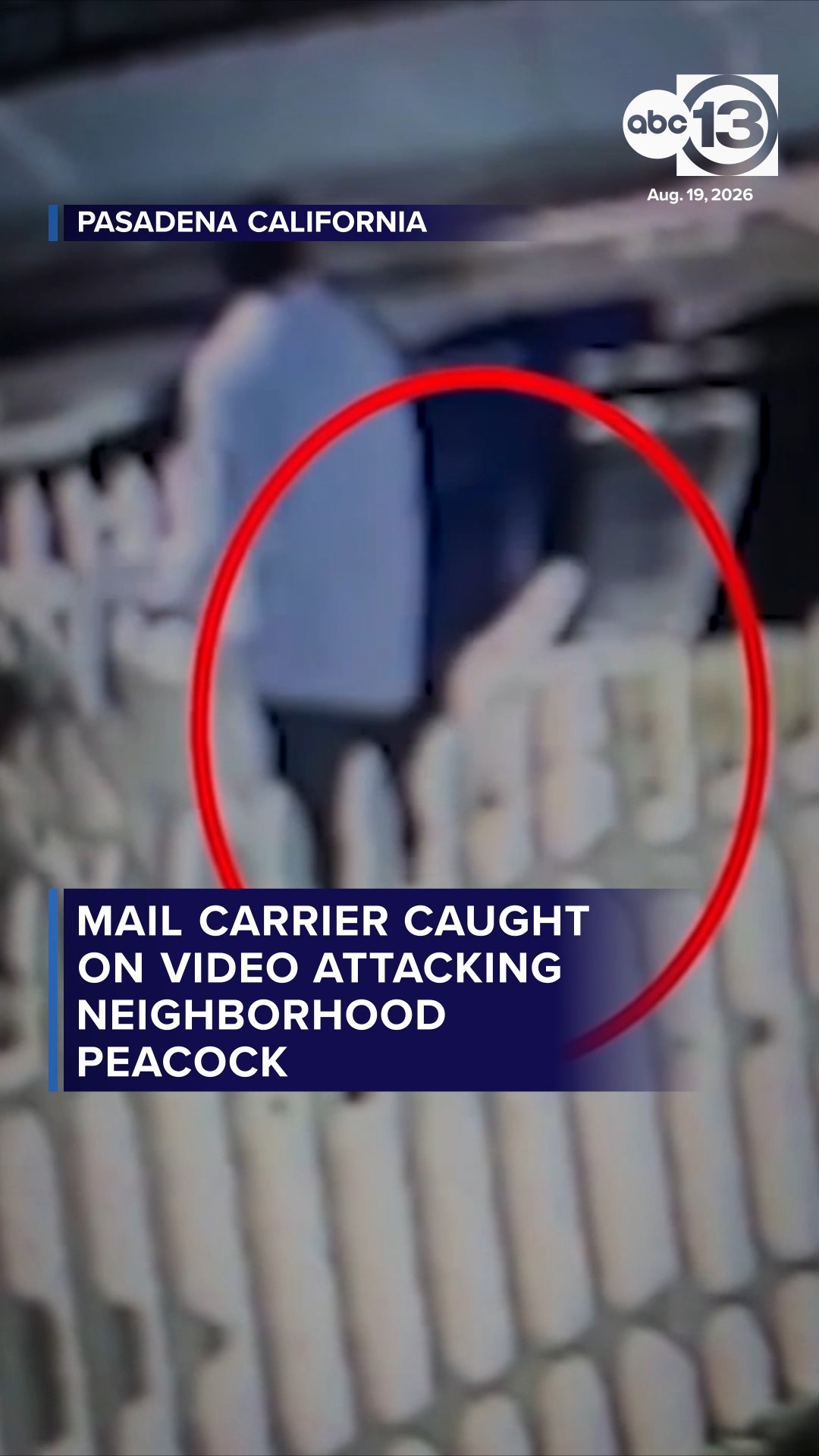 Mailman seen on video attacking peacock in neighborhood