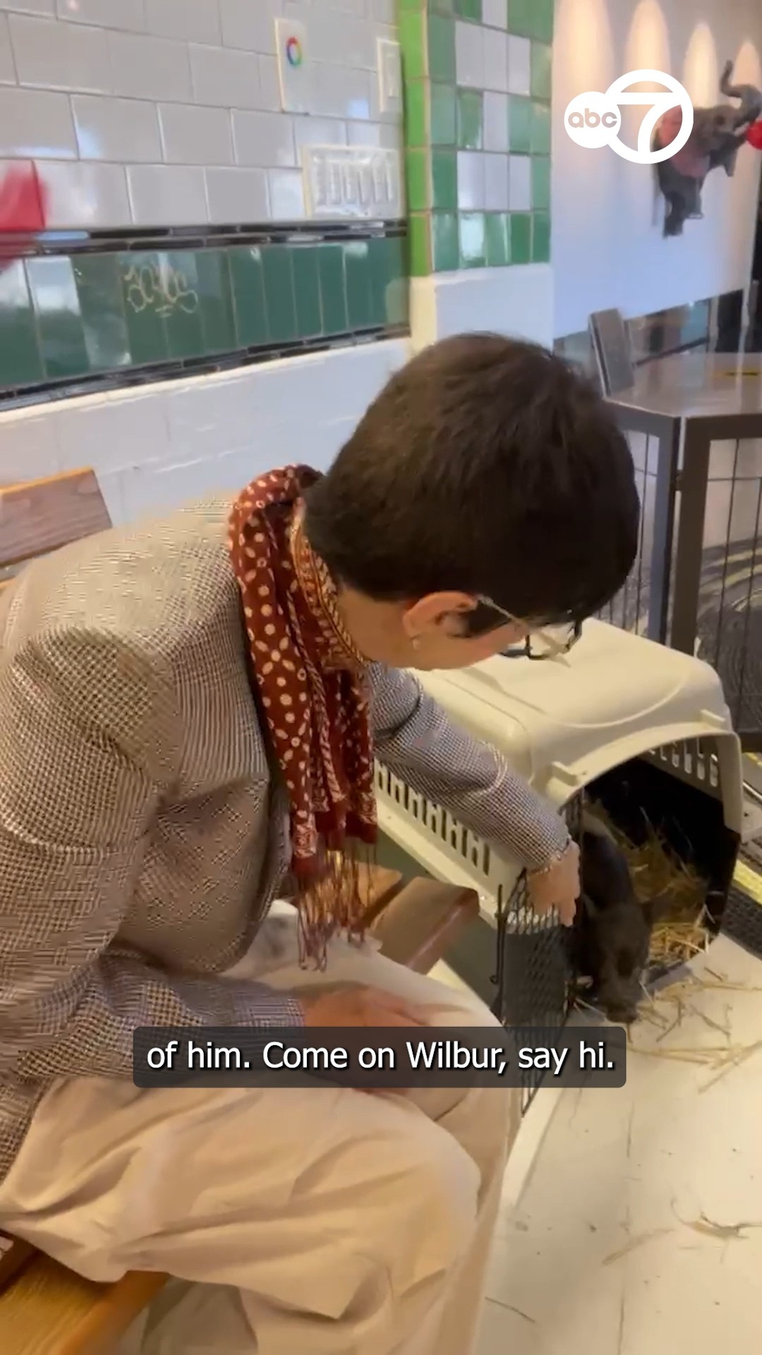 Runaway pig finds his forever home