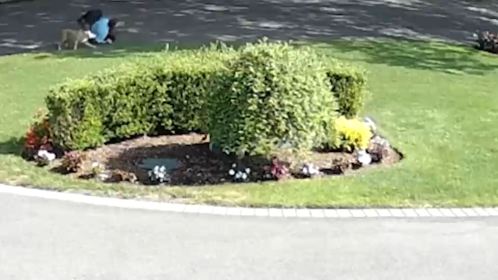 Long Island community on edge after pit bull attacks