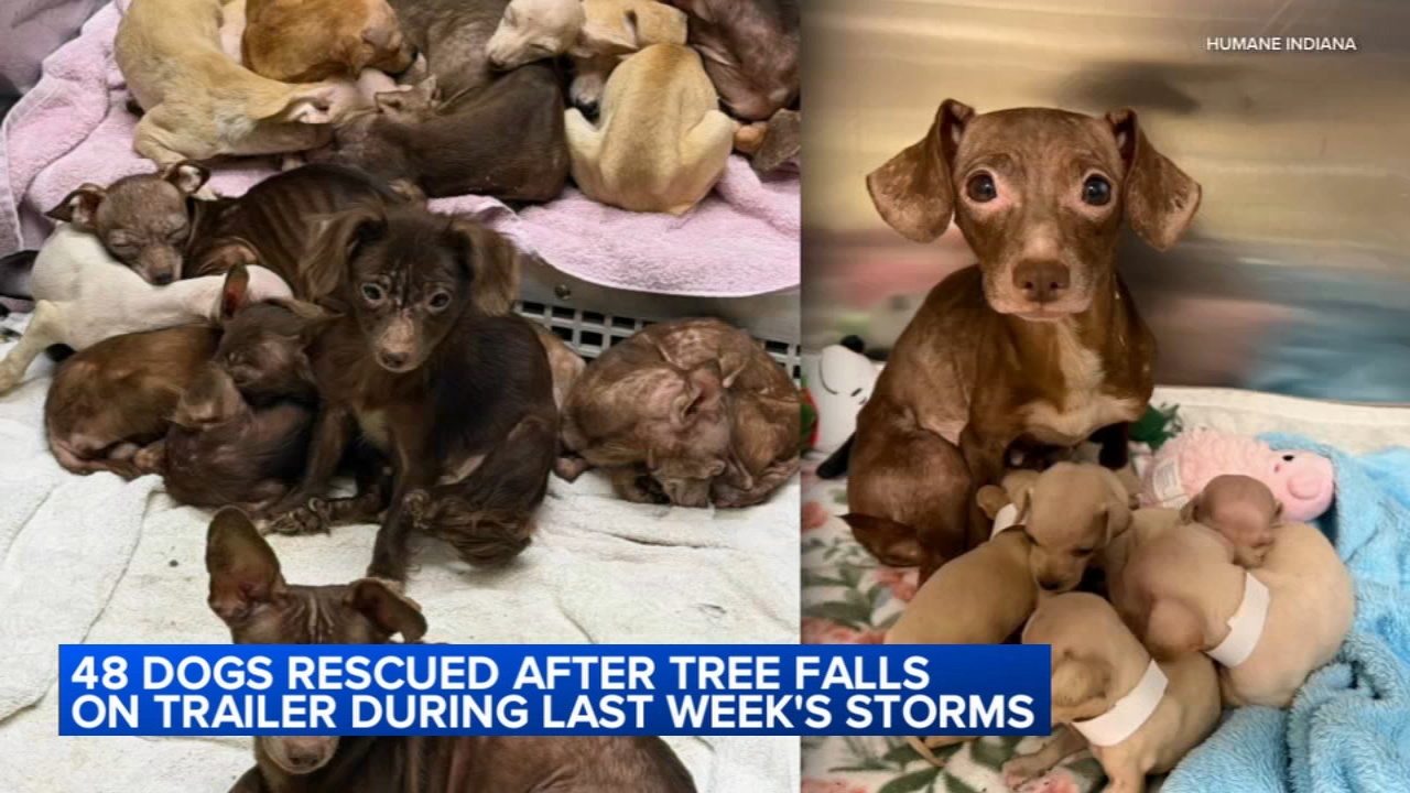 NW Indiana shelter takes in 48 dogs after tree falls on trailer home