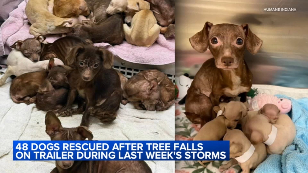 NW Indiana shelter takes in 48 dogs after tree falls on trailer home