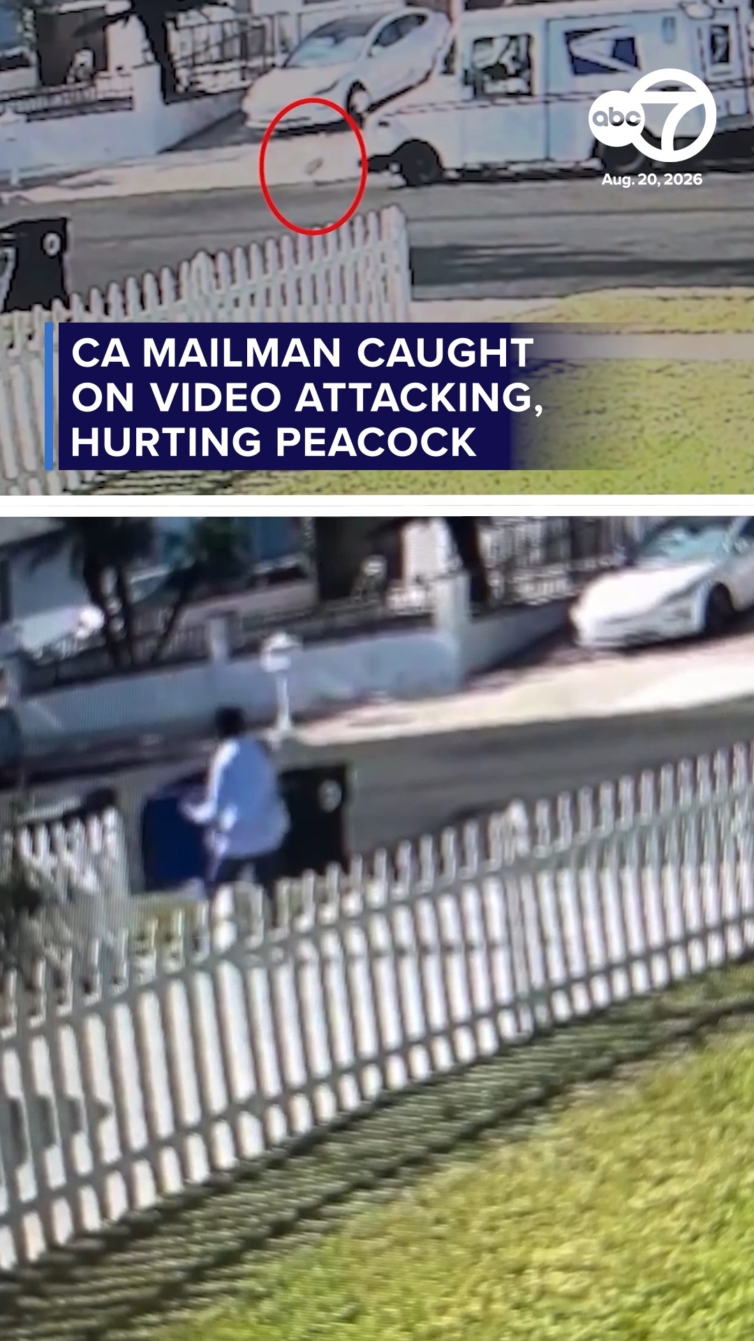 CA mailman caught on video attacking, hurting peacock