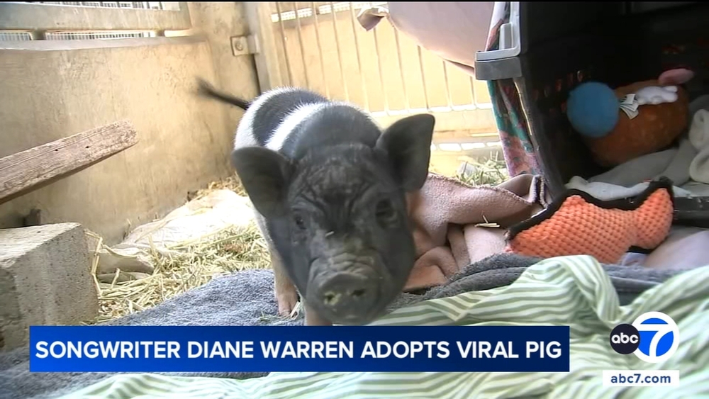 Award-winning songwriter Diane Warren adopts WeHo pig