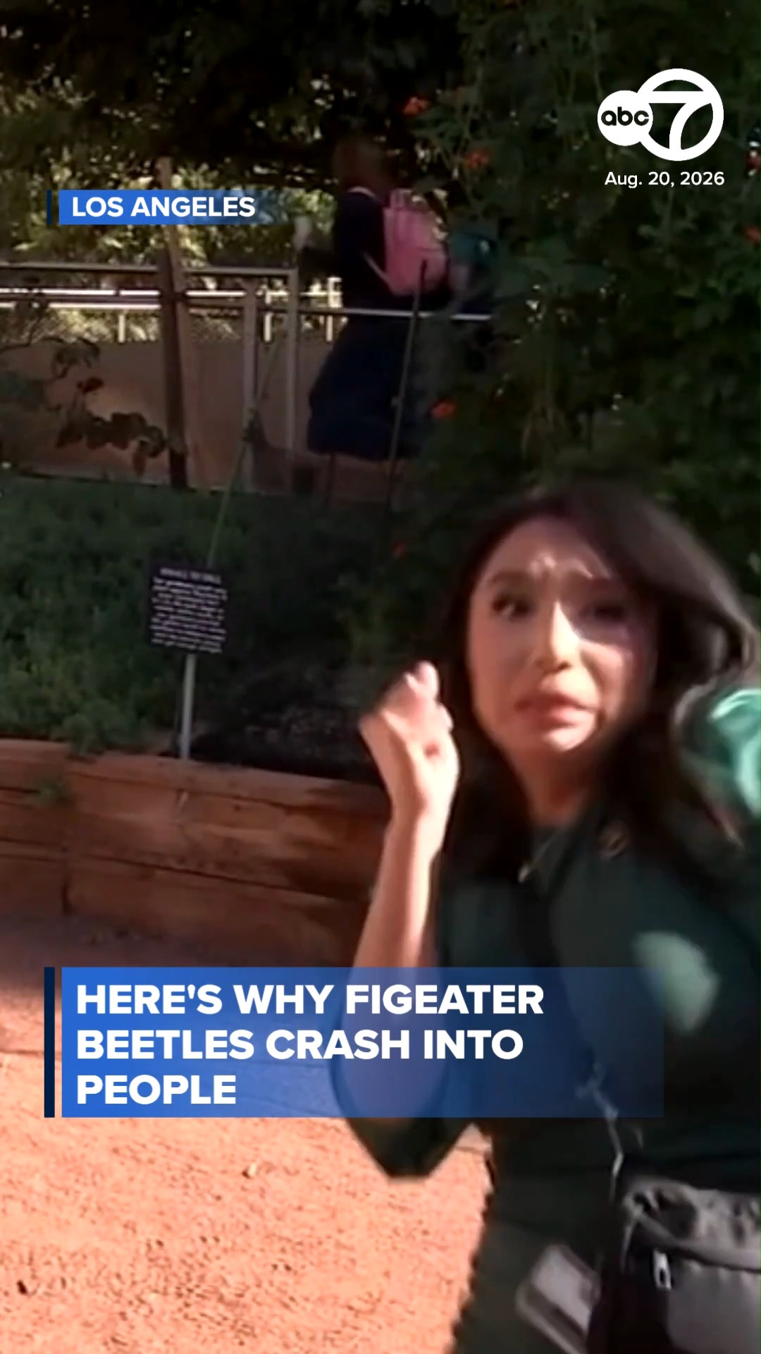 Here's why figeater beetles crash into people