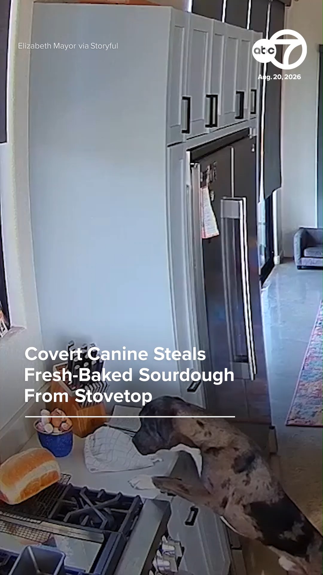 Covert canine steals fresh-baked sourdough from stovetop