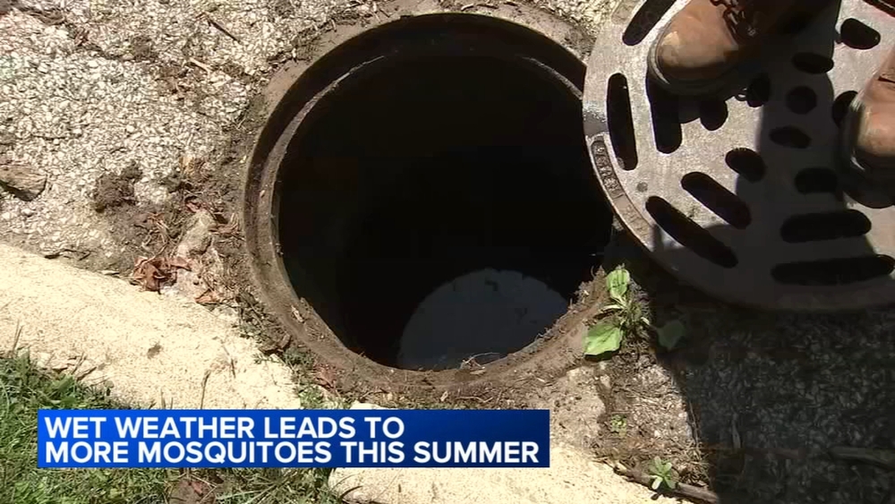 Wet summer fuels mosquito populations across Chicago area