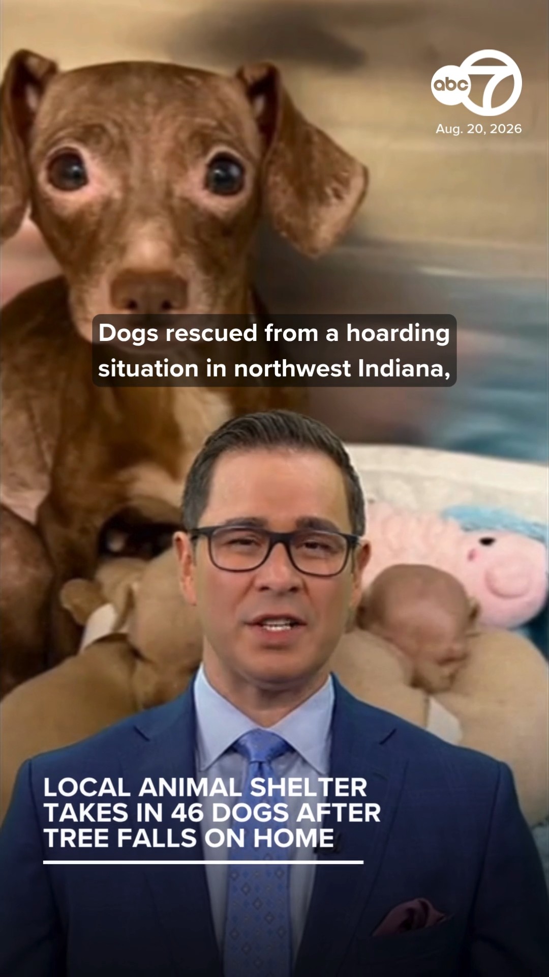 NW Indiana shelter takes in 48 dogs after tree falls on trailer home
