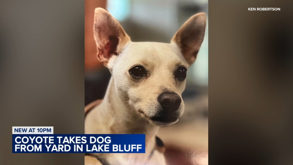 Small dog taken by coyote in Lake Bluff presumed dead, officials say