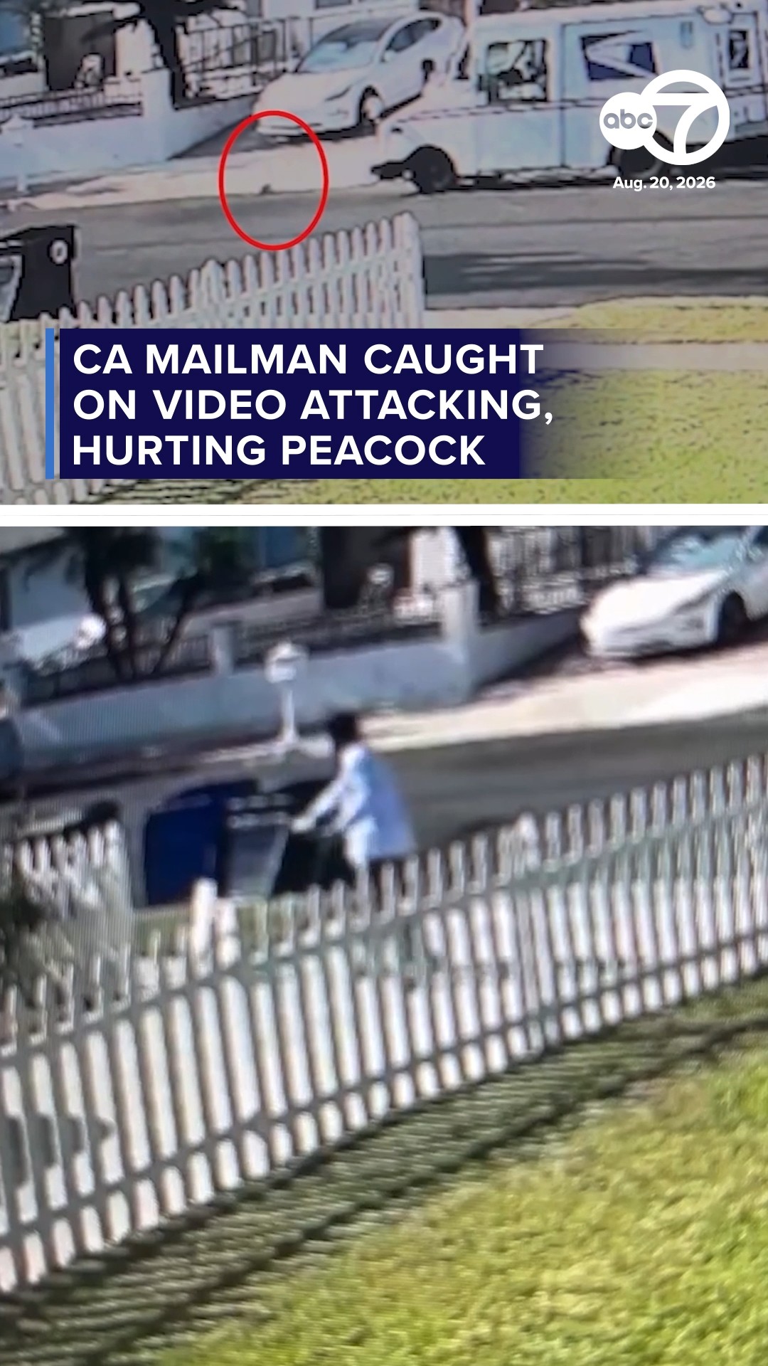 CA mailman caught on video attacking, hurting peacock