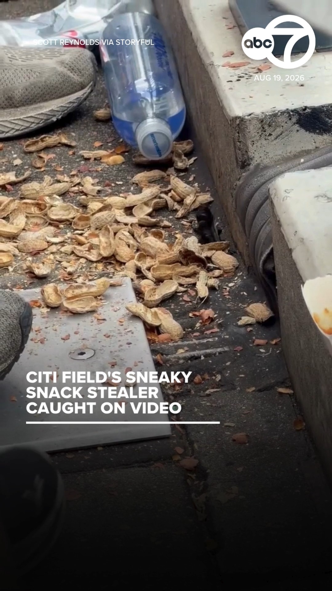 Stealthy Citi Field raccoon nabs peanuts, hot dog from hole in stands