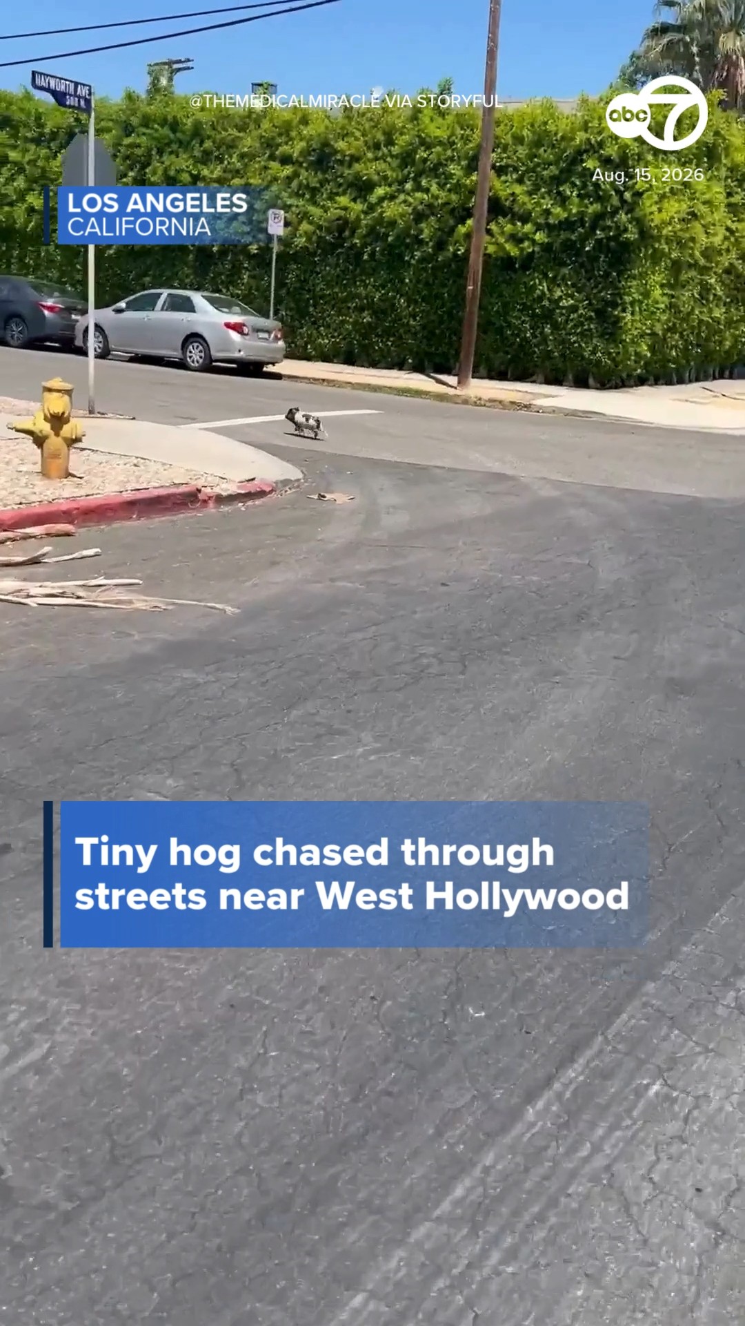 'Come here, pig': Tiny hog chased through streets near West Hollywood