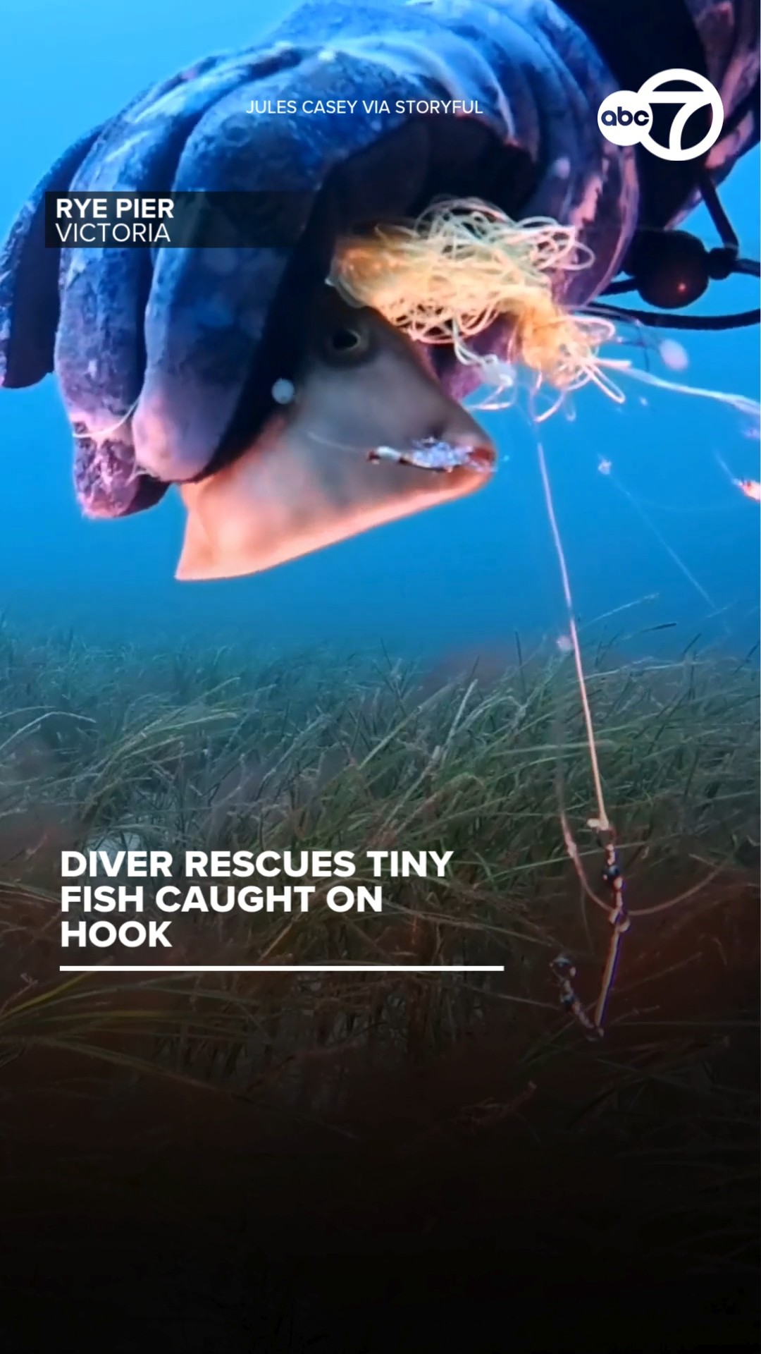 Diver rescues tiny fish caught on hook