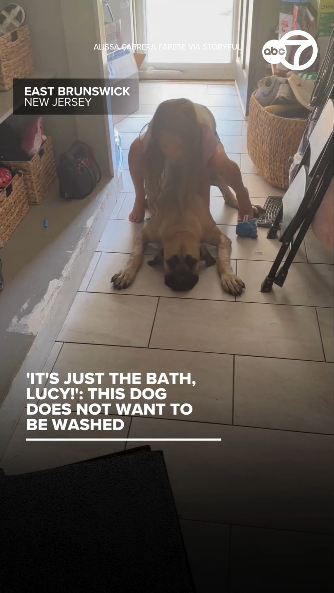 'It's just the bath, Lucy!': This dog does not want to be washed