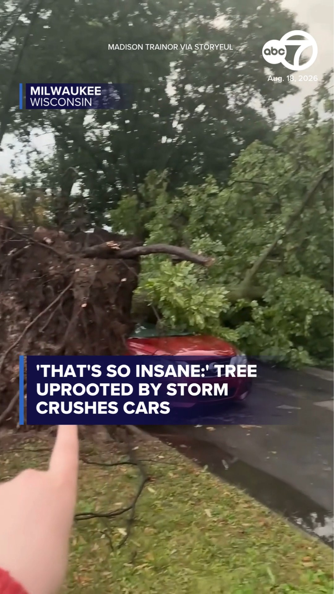 'That's so insane:' Tree uprooted by storm crushes cars in Milwaukee