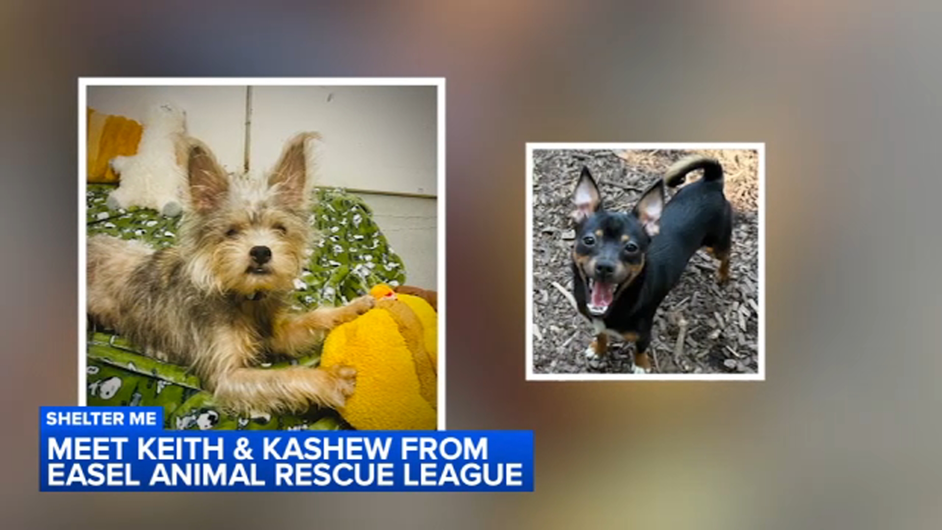 Kashew and Keith are from Easel Animal Rescue League in Ewing, NJ.