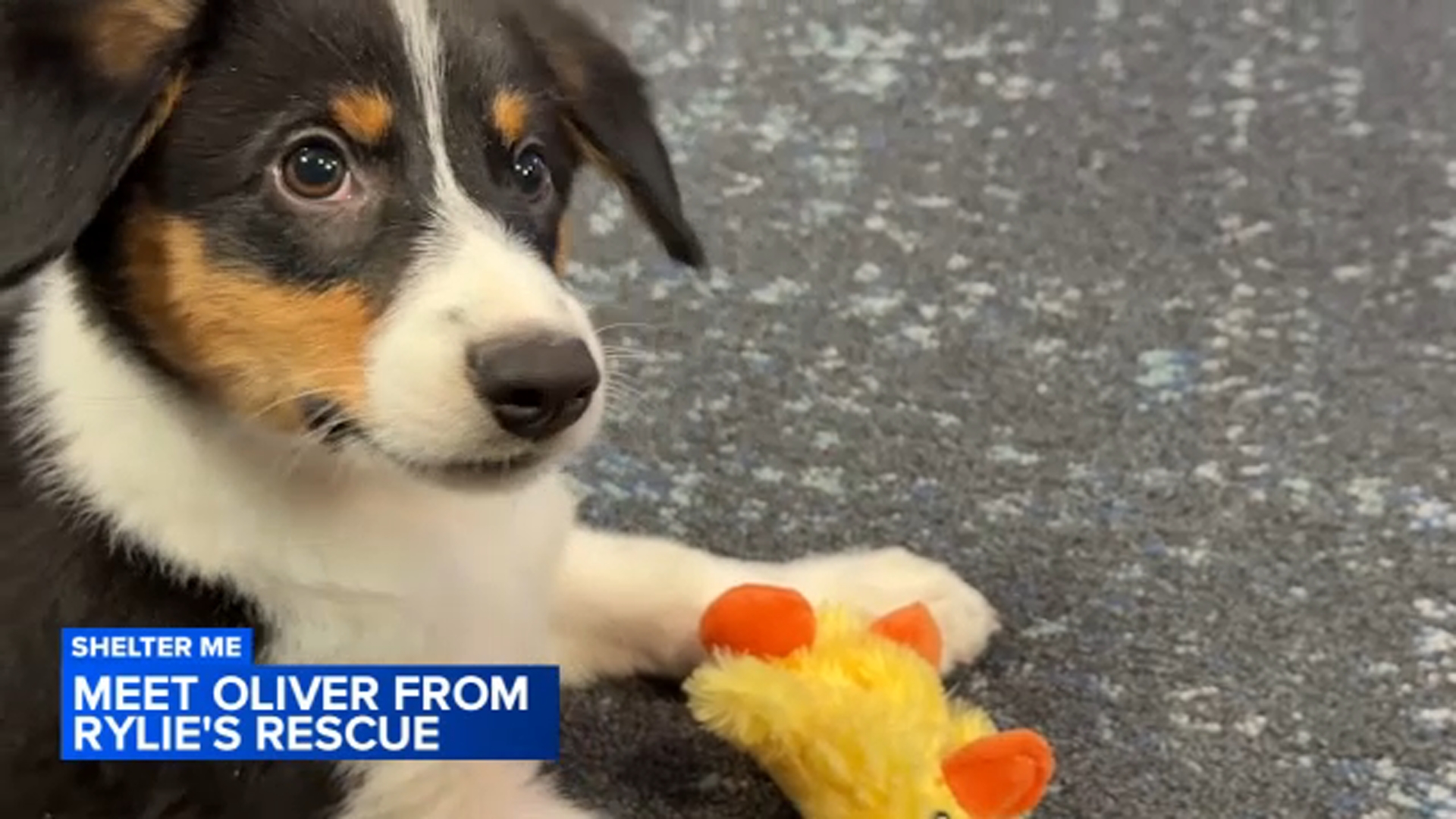 Meet Oliver, from Rylie's Rescue in Skippack, Pennsylvania