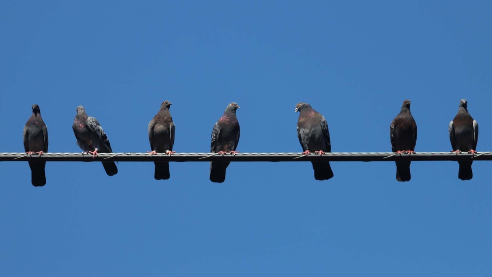 'Philly Pigeon Tours' puts spotlight on city's feathered friends