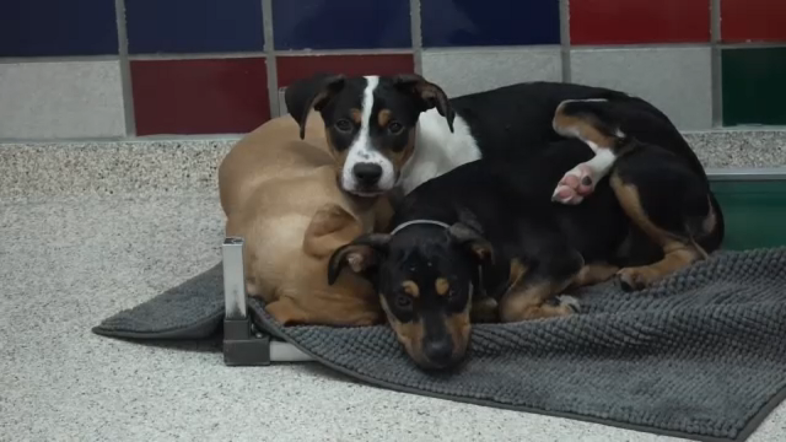 Texas pet adoptions on hold due to concerns about New World screwworm