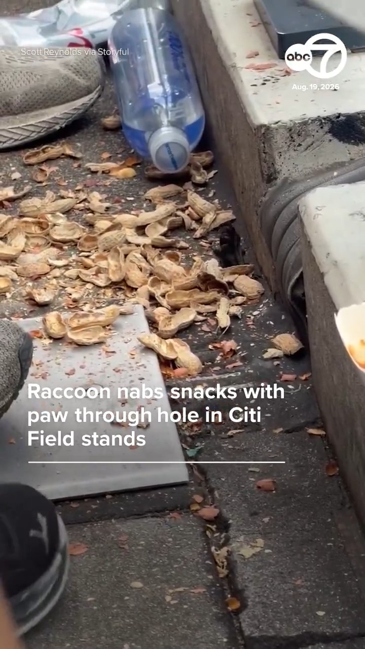 Raccoon nabs snacks through hole at Citi Field ballpark