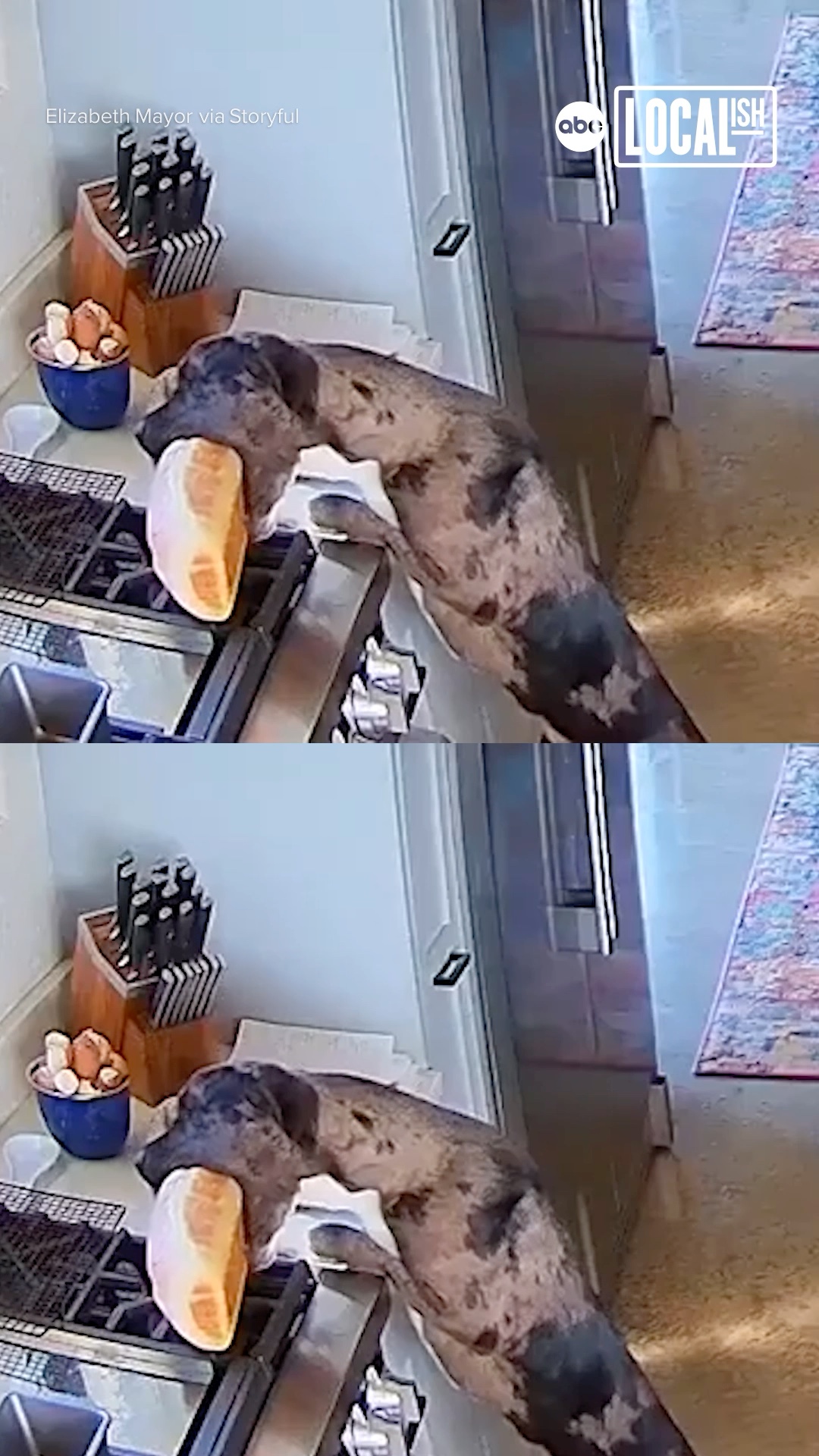 This mischievous pup was caught on camera swiping an oversized snack!