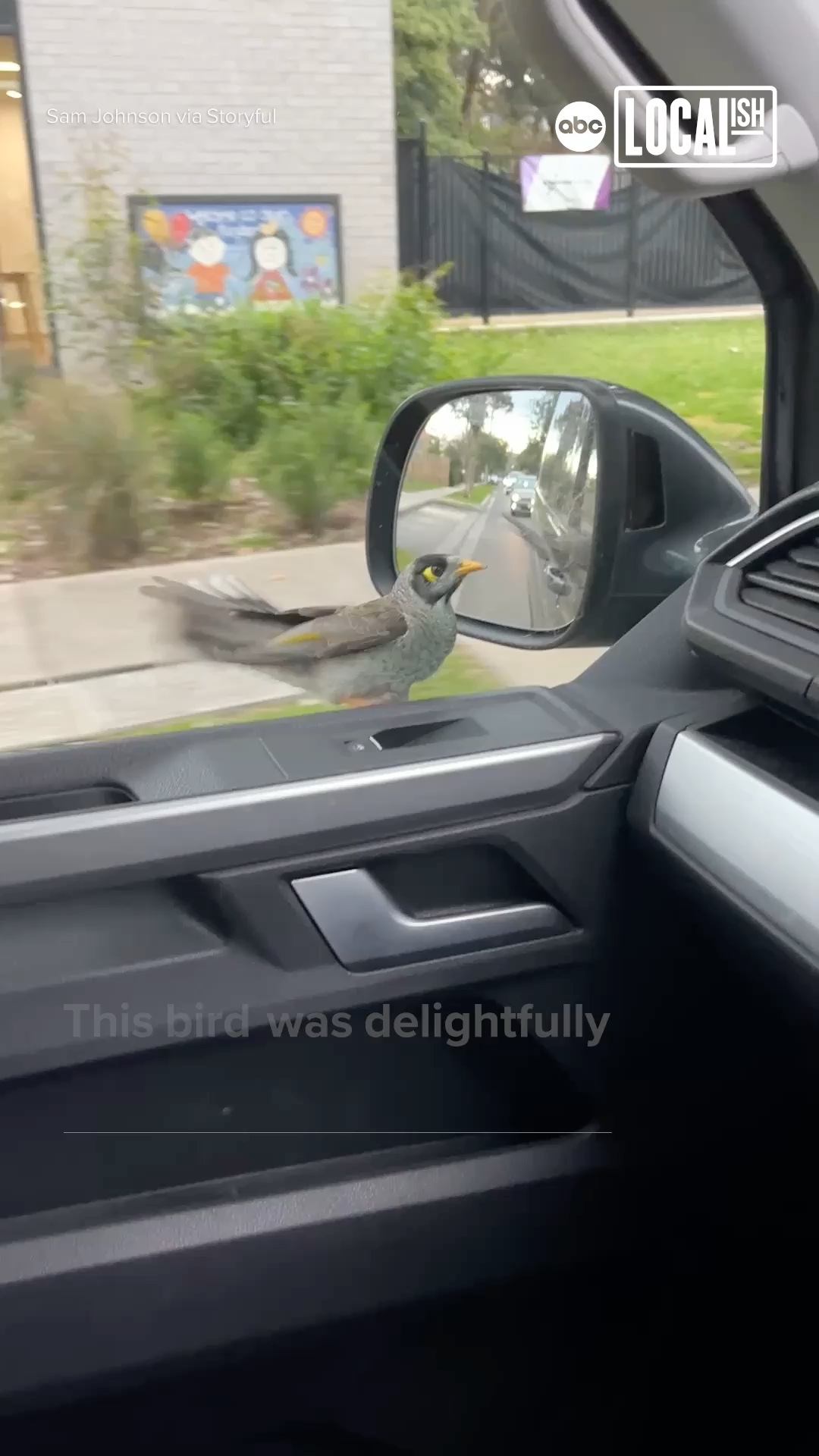 This bird was delightfully confused by its own reflection!