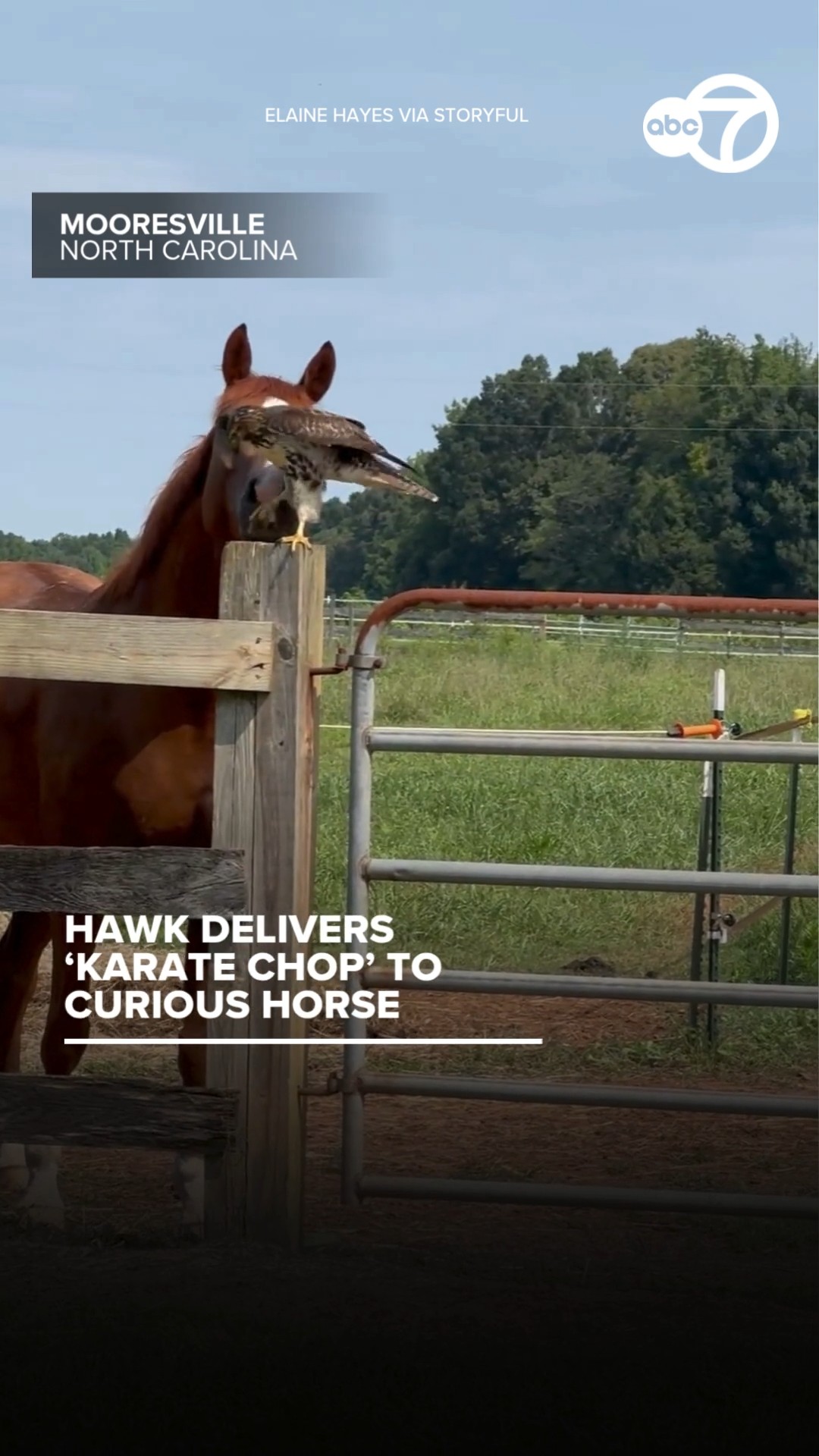 Hawk delivers 'karate chop' to curious horse