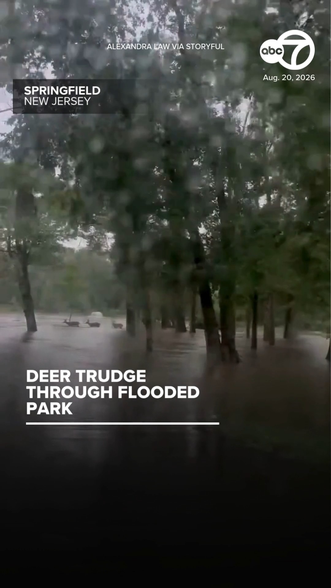 Deer trudge through flooded park