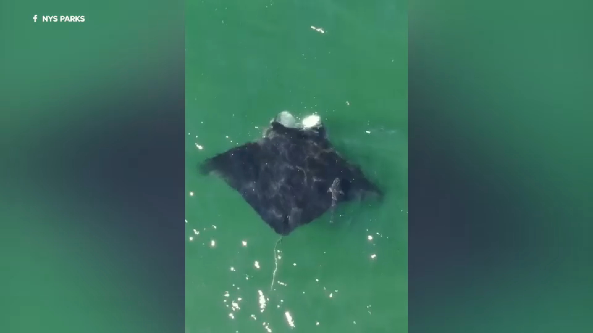 Oceanic manta ray spotted feeding off coast of Jones Beach