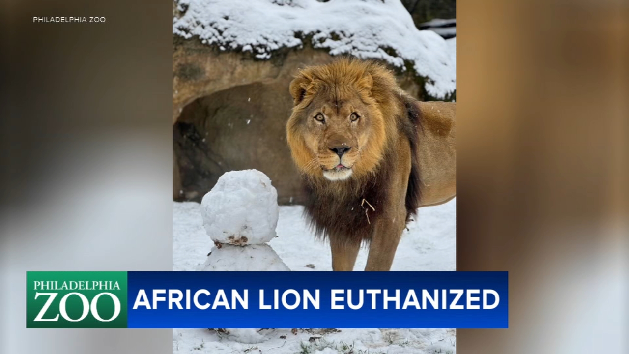 Philly Zoo mourns Makini, a 17-year-old African Lion