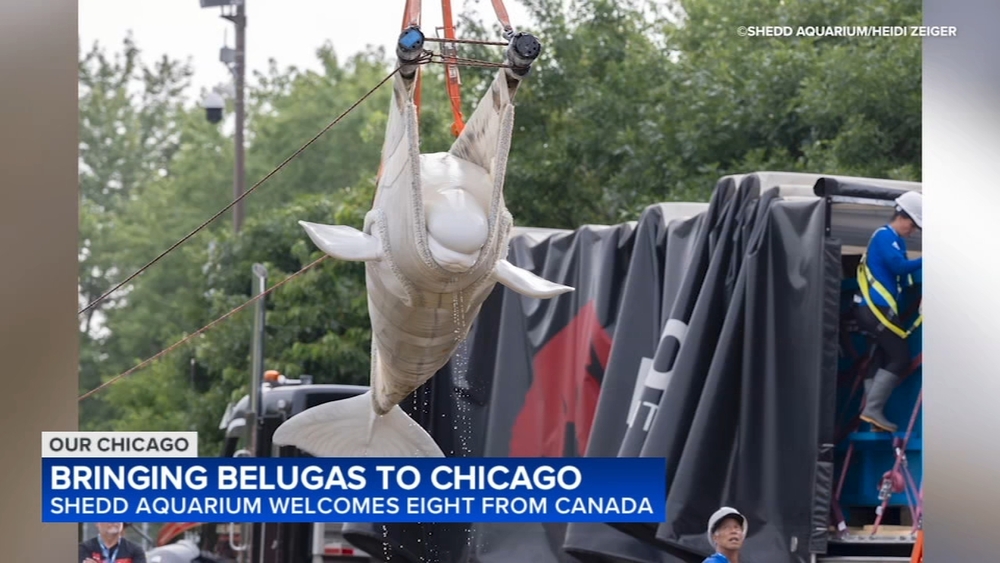 Our Chicago Part 2: Shedd Aquarium welcomes beluga whales from Canada
