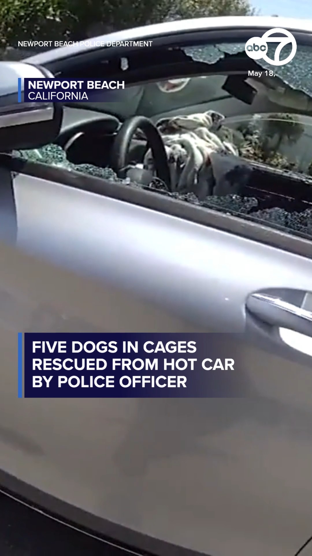 Police officer rescues 5 dogs from hot car in Newport Beach