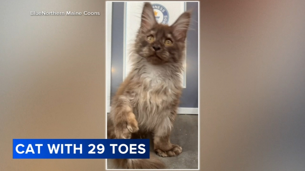 Cat steps into record book with 29 toes