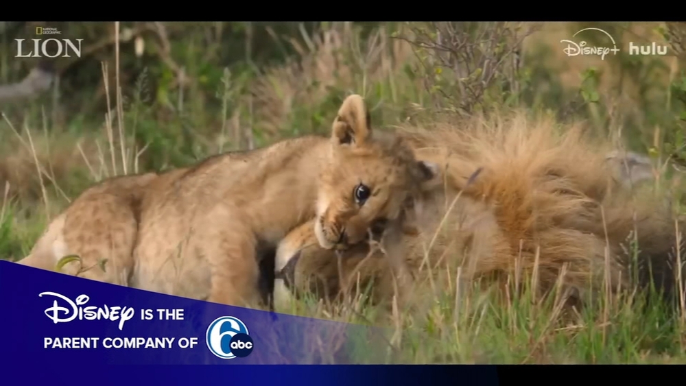 Filmakers talk about Nat Geo's new Lion documentary