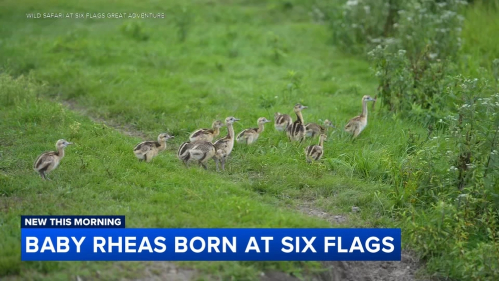Dozens of fluffy rhea chicks welcomed at Six Flags Wild Safari