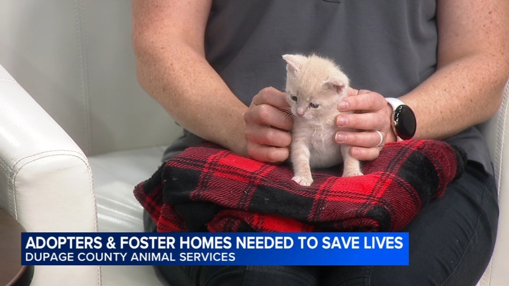 DuPage County Animal Services waiving some adoption fees