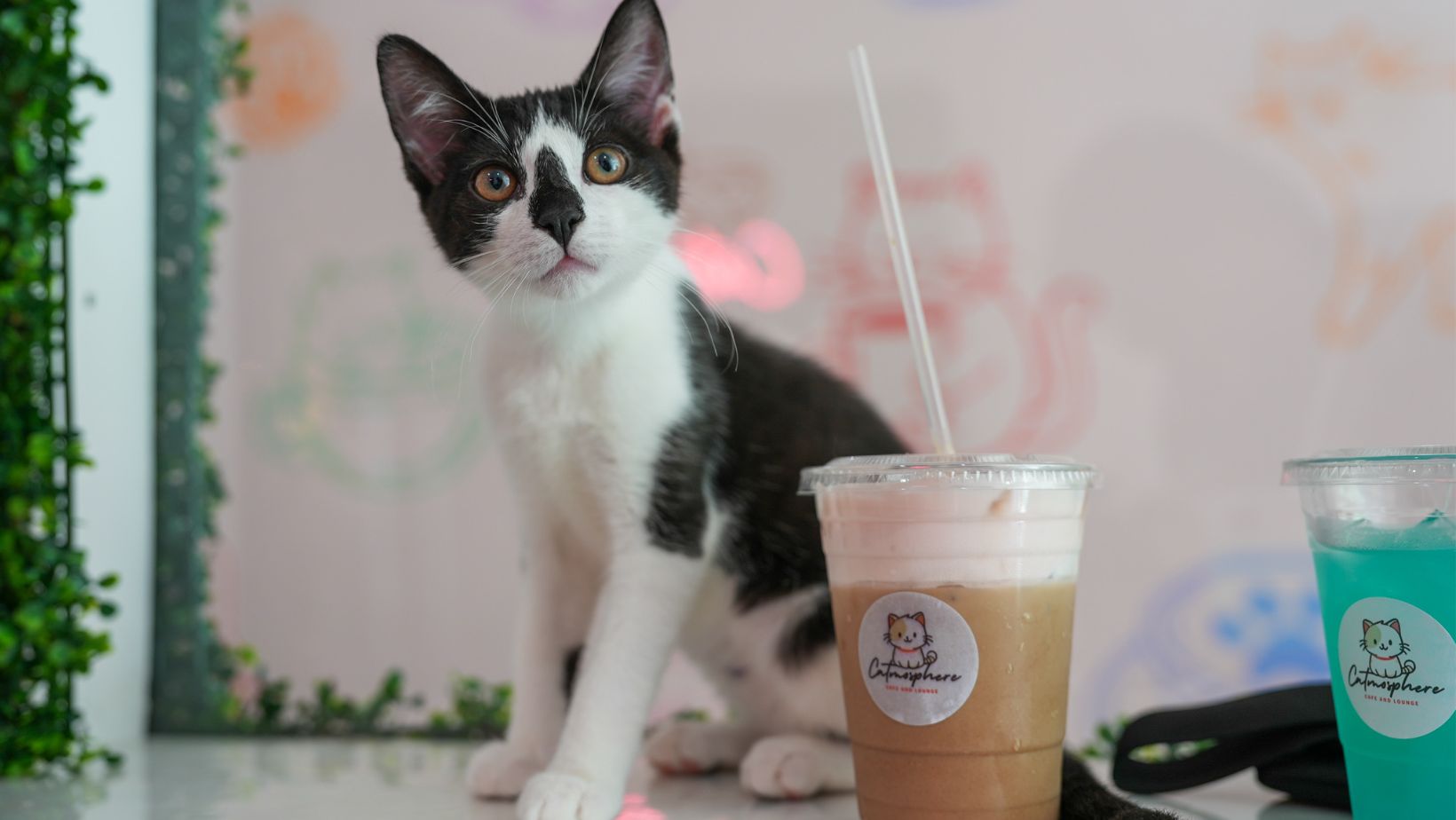 South Jersey couple creates the perfect 'Catmosphere' in Collingswood