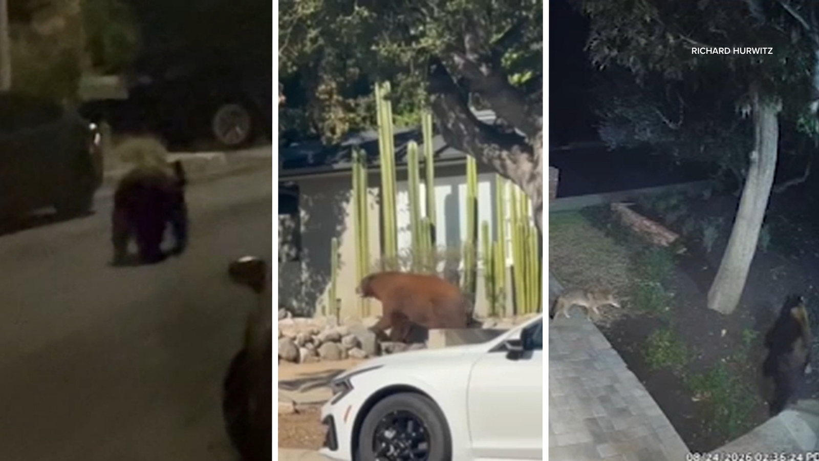 Bears, coyotes spotted in unexpected SoCal places during scorching heat wave Bears, coyotes spotted in unexpected SoCal places during scorching heat wave