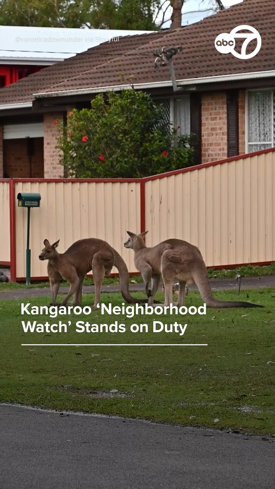 Kangaroo 'neighborhood watch' stands on duty 
