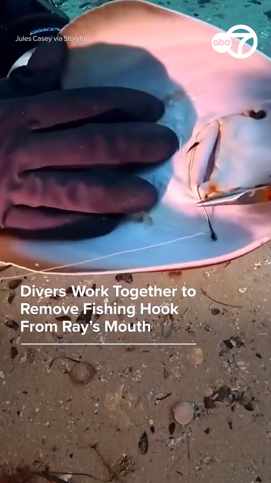 Divers work together to remove fishing hook from ray's mouth
