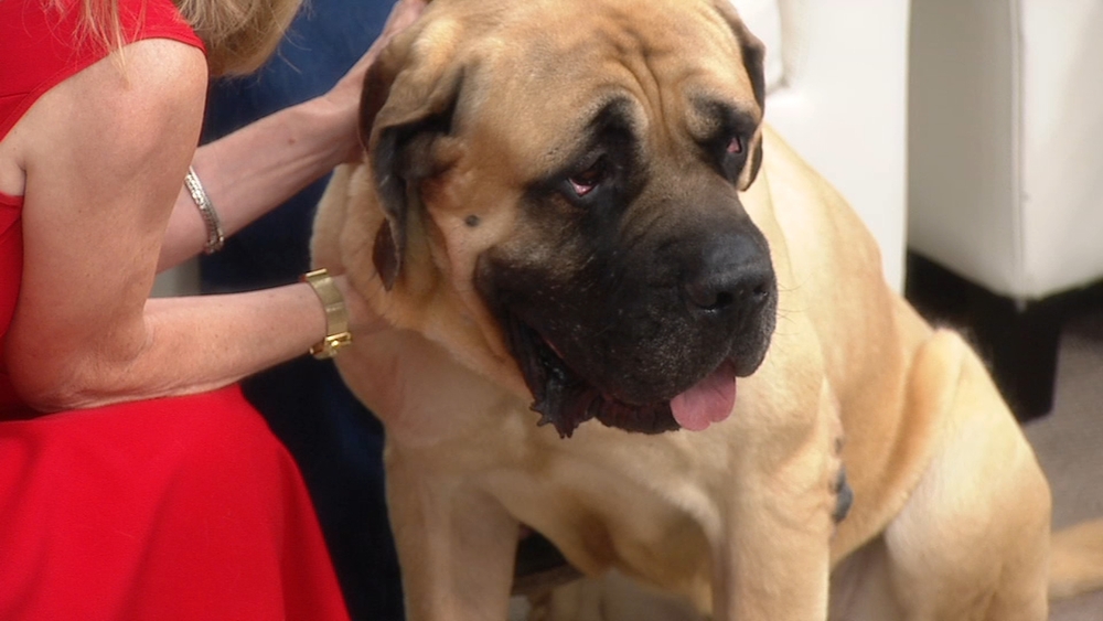 Frank from Just Giant Rescue in need of new home