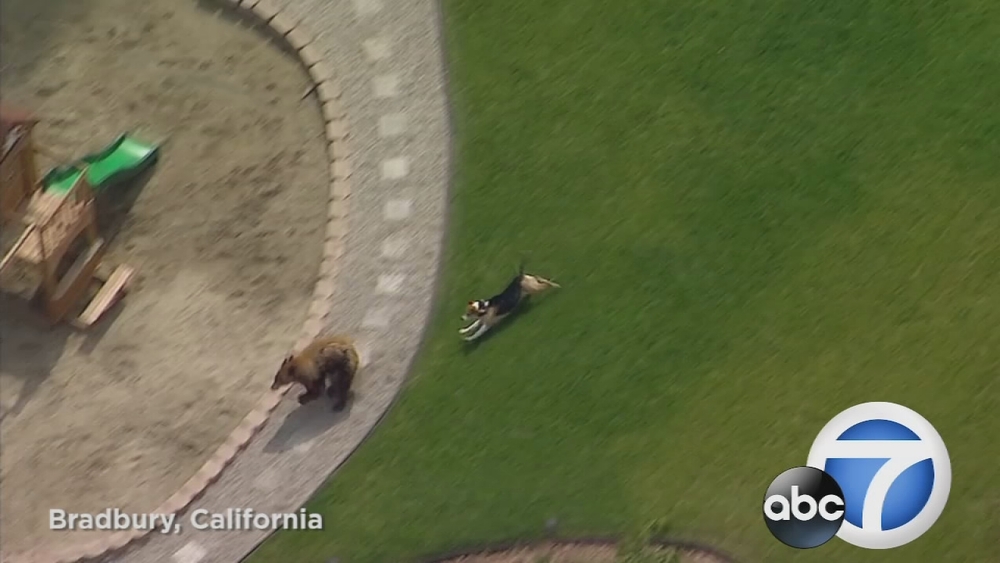 Small dog chases large bear through yard of Bradbury home