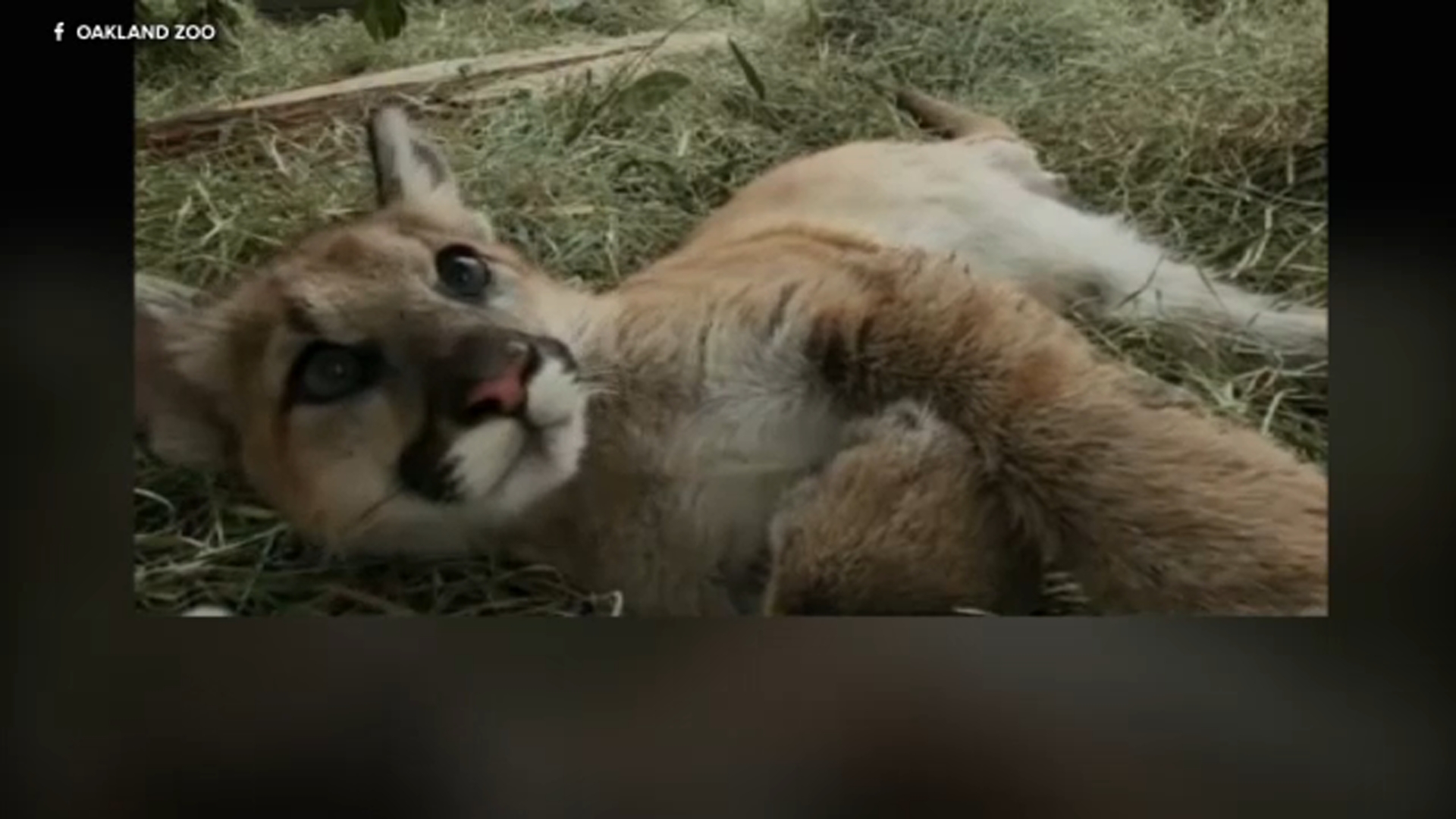 Mountain lion cub rescued in SoCal has leg amputated